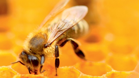 Abeille dans sa ruche